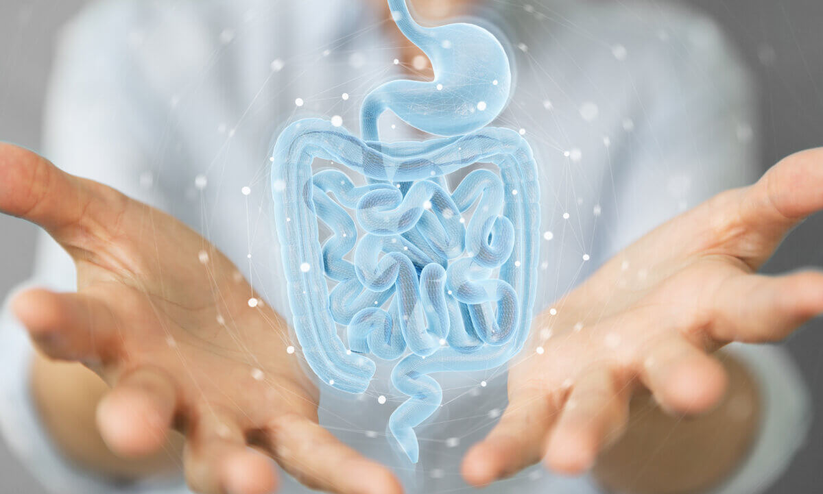 Gut microbiome and digestive system concept